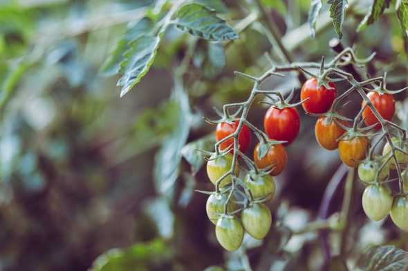 Tasty Tomato